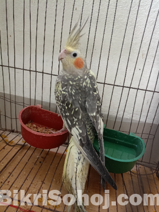 Cockatiel